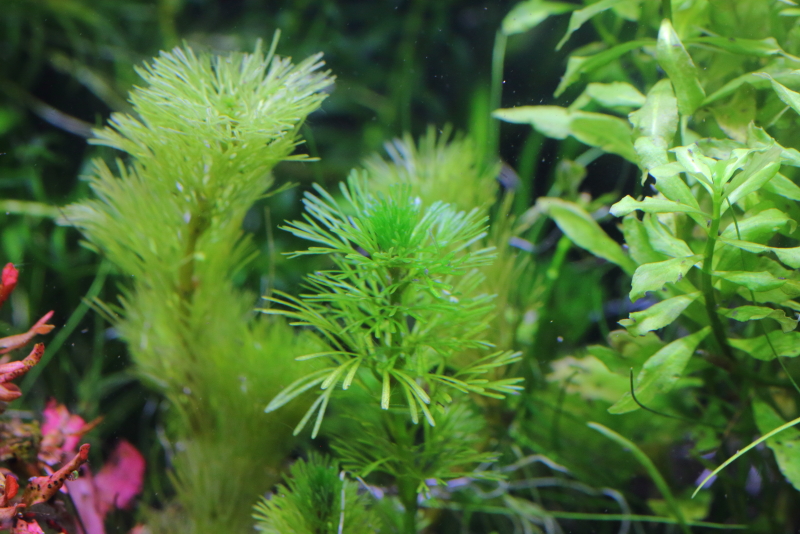 植栽から149日目　カボンバ